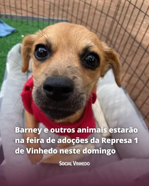 Conheça e adote novos amigos na feira da Represa 1 em Vinhedo. Não perca!
