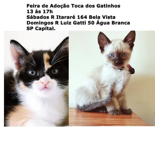 Descubra amor e companhia na Feira de Adoção Toca dos Gatinhos em São Paulo! Venha adotar um gatinho.