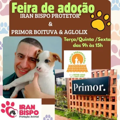 "Encontre Seu Novo Amigo na Feira de Adoção em Boituva"
