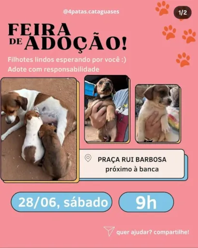 Adoção de Filhotes na Praça Rui Barbosa!