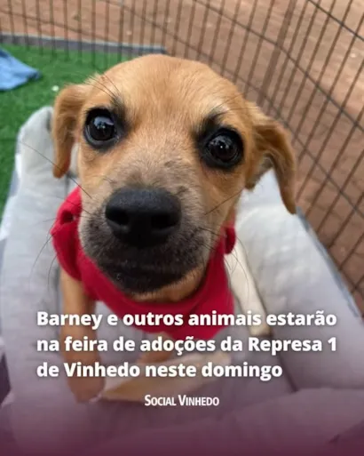 Encontre Seu Novo Amigo na Feira de Adoção em Vinhedo!