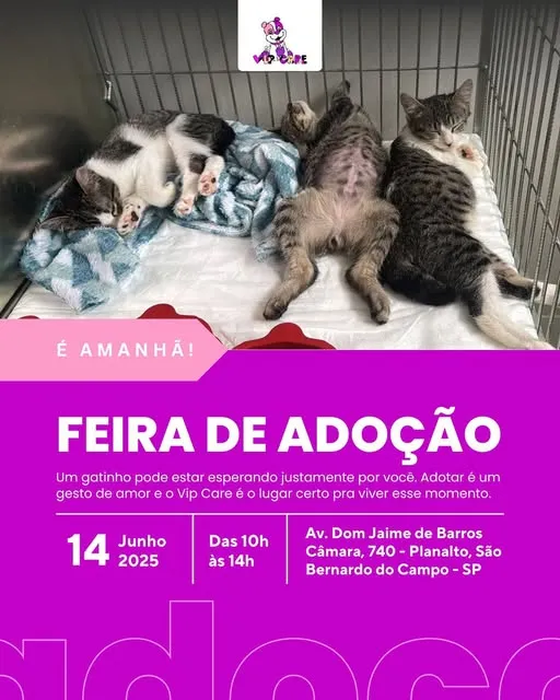"Participe da Feira de Adoção em São Bernardo do Campo no dia 14 de Junho de 2025. Encontre o seu novo amigo felino e faça a diferença na vida de um animalzinho."