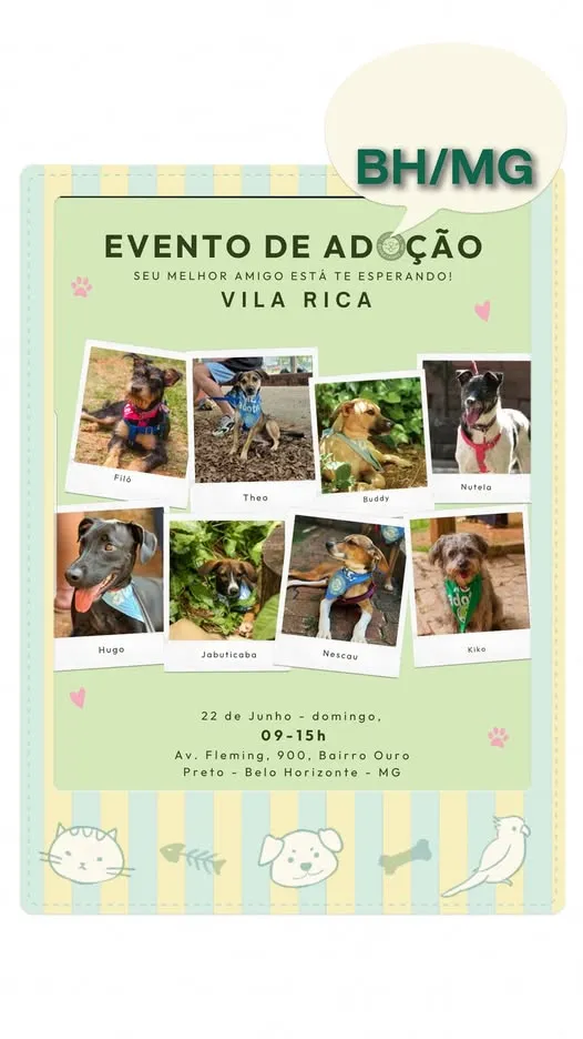 Descubra seu novo animal de estimação na feira de adoção em Belo Horizonte e leve amor para casa!