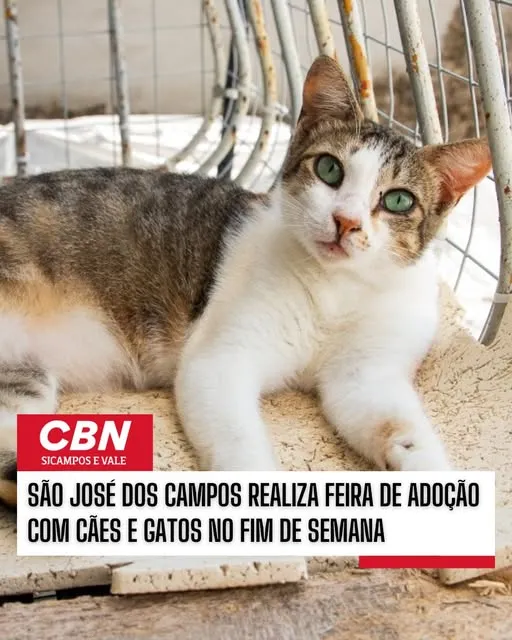 Participe da Feira de Adoção em São José dos Campos neste fim de semana e adote um cão ou gato. Dê amor e receba amor!