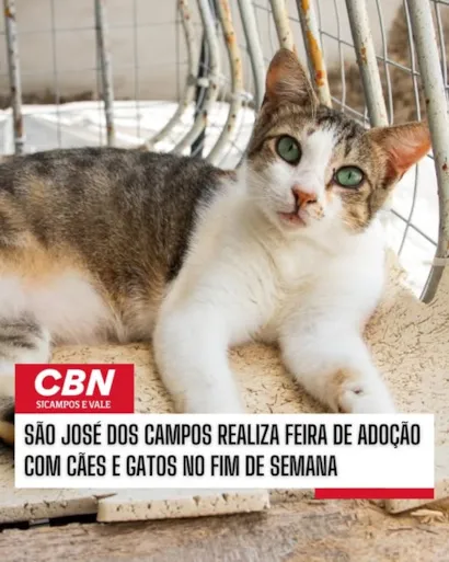 Encontre Seu Novo Melhor Amigo na Feira de Adoção