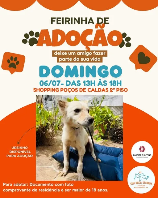 Participe da Feirinha de Adoção em Poços de Caldas! Conheça Ursinho e outros animais em busca de um lar amoroso.