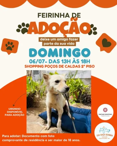 Encontre Seu Novo Melhor Amigo na Feirinha de Adoção!