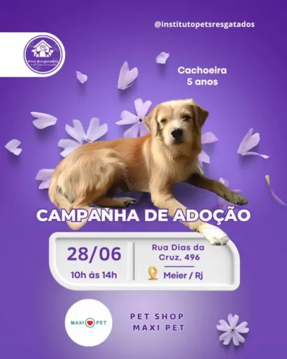 Encontre Seu Novo Amigo na Campanha de Adoção!