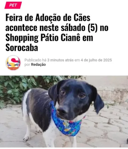 Encontre Seu Novo Amigo na Feira de Adoção de Cães em Sorocaba!