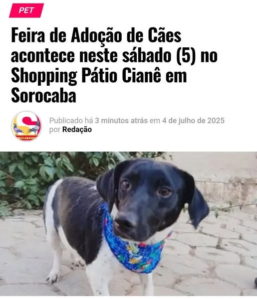 Participe da Feira de Adoção de Cães neste sábado, 5 de julho, no Shopping Pátio Cianê em Sorocaba e encontre seu novo amigo de estimação!