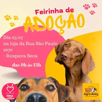 Encontre seu Melhor Amigo na Feirinha de Adoção