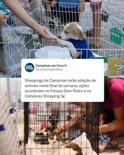 Feira de Adoção de Animais em Campinas