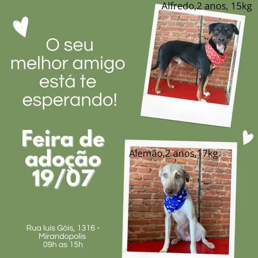 Não perca a feira de adoção em São Paulo no dia 19/07/2025. Adote um amigo!