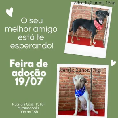 Venha Encontrar Seu Melhor Amigo na Feira de Adoção!