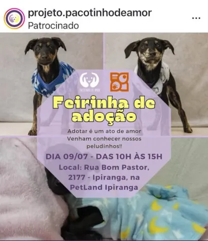 Feirinha de Adoção
