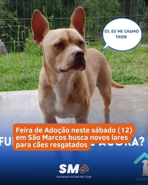 "Participe da Feira de Adoção em São Marcos neste sábado, 12 de abril de 2025. Encontre Thor e outros cães à espera de um novo lar!"