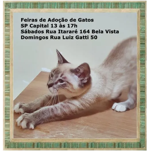 Participe das Feiras de Adoção de Gatos em SP Capital. Conheça seu novo amigo todo sábado e domingo em 2025. Saiba mais!