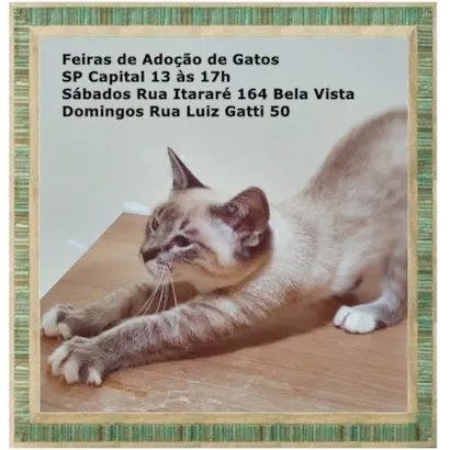 Encontre seu Novo Melhor Amigo na Feira de Adoção de Gatos!