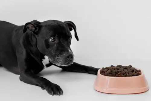 Meu Cachorro Não Quer Comer Ração: Um Guia Completo para Tutores Preocupados