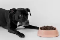 Cachorro Não Come Ração? Guia Completo | Blog Pet