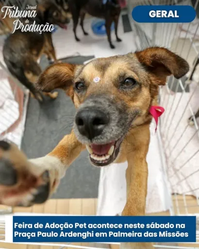 Evento imperdível: Feira de Adoção Pet em Palmeira das Missões