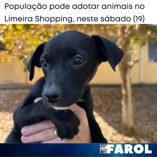 Encontre seu novo amigo de quatro patas na feira de adoção de animais no Limeira Shopping, em Limeira-SP, neste sábado, dia 19 de Abril de 2025.