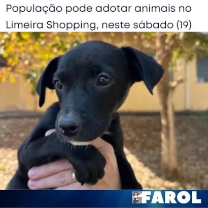 Feira de Adoção de Animais no Limeira Shopping