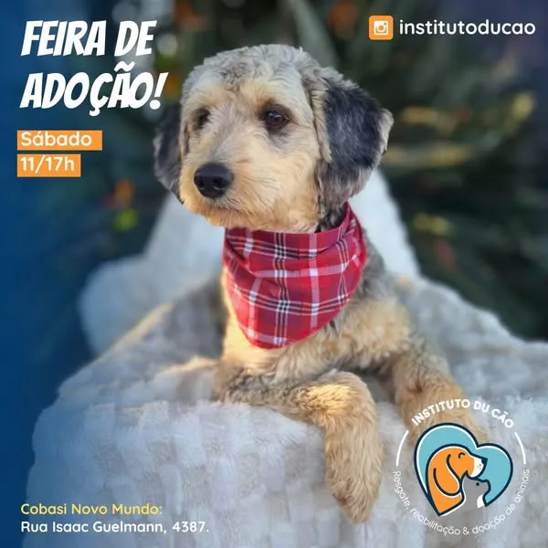 Não perca a Feira de Adoção do Instituto Du Cão em Curitiba! Visite-nos na Cobasi Novo Mundo e adote um amigo de quatro patas. Sábado, das 11h às 17h.