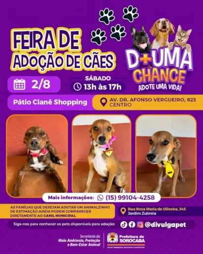 Encontre Seu Novo Melhor Amigo na Feira de Adoção de Cães!