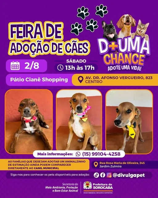 Encontre Seu Novo Melhor Amigo na Feira de Adoção de Cães!