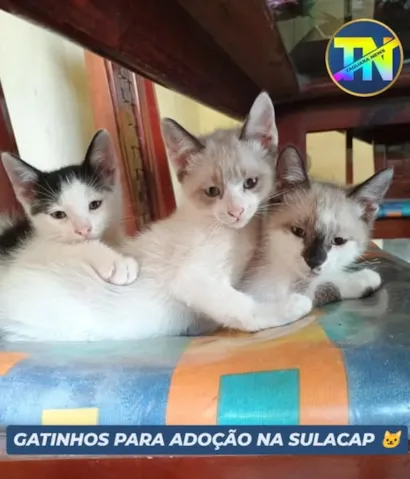 Venha Adotar Gatinhhos em Sulacap!