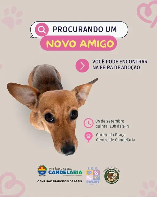 Encontre Seu Novo Melhor Amigo na Feira de Adoção!