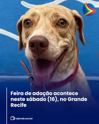 Feira de Adoção de Animais no Grande Recife