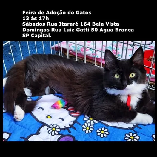 Participe da Feira de Adoção de Gatos em São Paulo. Todo fim de semana, gatinhos esperam por você em Bela Vista e Água Branca!