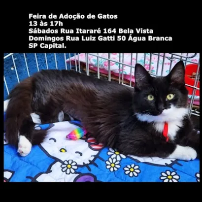 Venha Adotar um Gato!