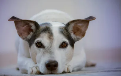 Feira de Adoção de Pets