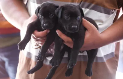 Feira de Adoção de Animais em Cabo Frio