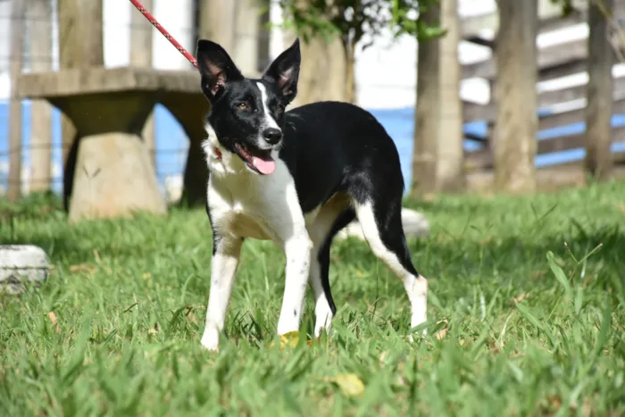 Feira de adoção de cães e gatos no Canil Municipal de Botucatu no dia 31/08, das 9h às 12h. Animais vacinados, vermifugados e castrados. Maiores de 18 anos.