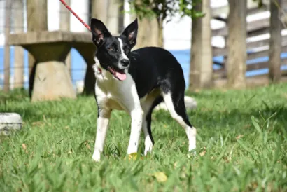 Canil de Botucatu promove nova Feira de Adoção de cães e gatos
