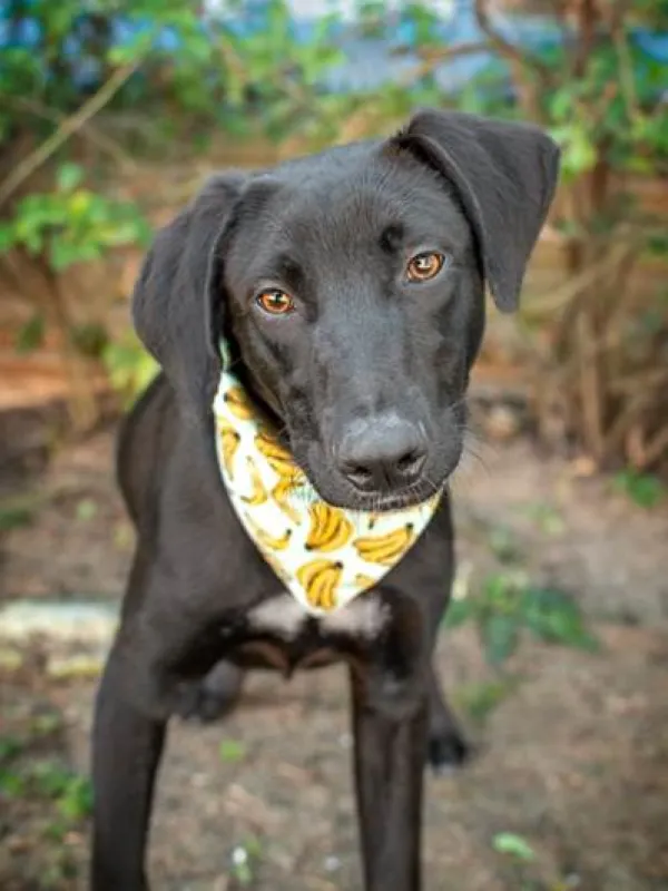 O Shopping Pátio Paulista promove feira de adoção de cães e gatos nos dias 23 e 24 de agosto de 2025, em parceria com a ONG Ampara Animal. Adote um amigo e transforme uma vida!