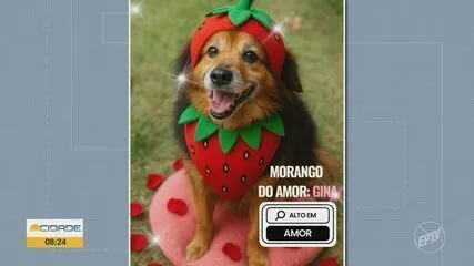 Campanha criativa usa IA para mostrar animais vestidos de 'morango do amor' em Pouso Alegre (MG). Feira de adoção acontece no dia 24/08 com mais de 100 pets disponíveis!