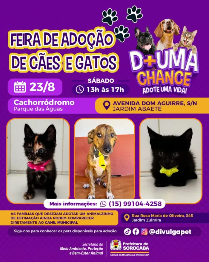 Feira de adoção de cães e gatos em Sorocaba no Parque das Águas neste sábado (23/08), das 13h às 17h. Animais vacinados, castrados e microchipados. Adote um pet!