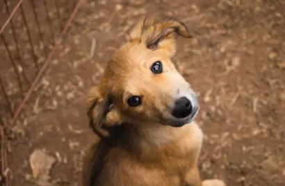 Feira de adoção em Petrópolis busca novos lares para cães