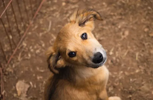 Feira de adoção de cães em Petrópolis neste sábado (23/08), das 10h às 15h, no Pátio Petrópolis.  A Dog’s Heaven busca lares para cães como Ted III.  Contribua com doações via PIX.