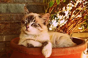 Feira de adoção de cães e gatos em Atibaia