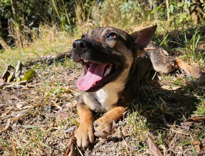 Feira de adoção de cães em Poços de Caldas neste domingo (31/08/2025), das 9h às 14h, na Praça Pedro Sanches.  Ação do Agosto Caramelo para conscientizar sobre guarda responsável e combate ao abandono.