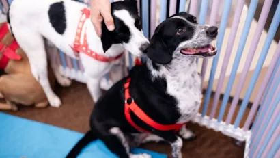 7ª edição do Adota Pet em Goiânia