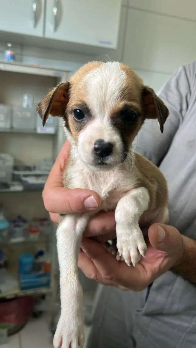 Feira de adoção de animais em Santa Cruz do Sul - RS, dia 30/08/2025, das 14h às 17h. 20 filhotes esperando um lar!  Vacinação, vermifugação e microchipagem inclusos.