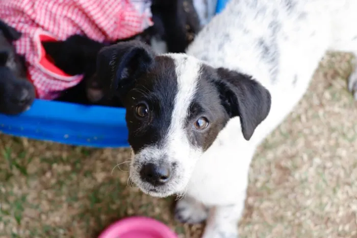 Feira de adoção de animais em Suzano neste sábado (30/08/2025), das 10h às 17h no Suzano Shopping. 30 cães e gatos aguardam um novo lar. Maiores informações: (11) 4745-2055.