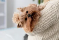 Cães Pequenos: Guia de Raças, Saúde e Cuidados